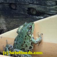 /home//u458753944/public_html/sourcegallery//Frogs/More bullfrogs/P8150223.JPG